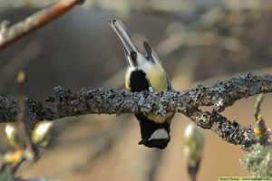 Talgoxe, Parus major